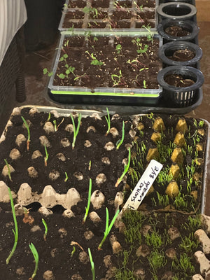March Planting Progress